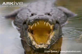 Illustration for article titled Sunday Crocodilian - Crocodylus moreletii Edition
